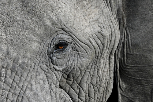 close up of elephant head