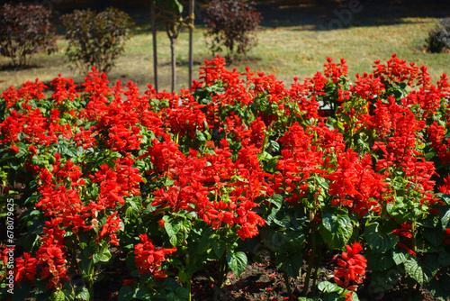 Red flowers of Salvia splendens in mid September