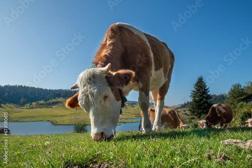 Cows grazing in green meadows. Brown and white cows graze in the meadow with a blue sky. Cow in a green meadow with blue clouds. Cow outdoors in the countryside.
Sultanpınar Plateau. Sakarya Türkiye. photo