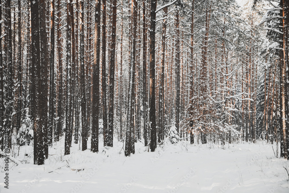 winter forest landscape with snow winter forest landscape with snow