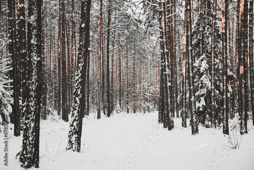 winter forest landscape with snow © szczepank