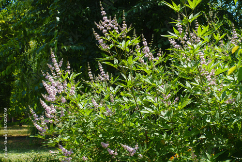 Shrub of Vitex agnus-castus in full bloom in mid July photo