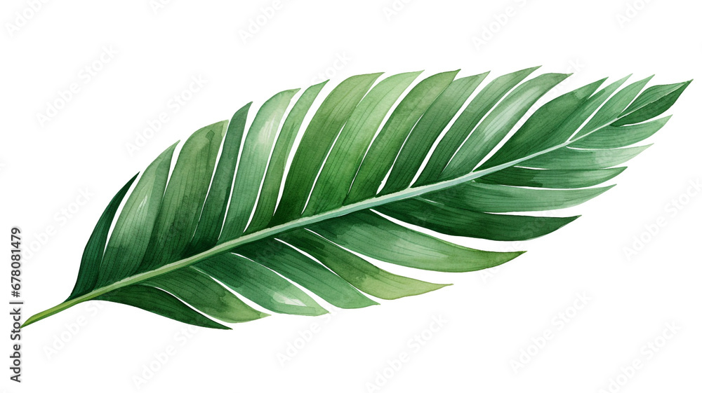 Watercolor painting of green palm leaves isolated on white background Watercolor painting of green palm leaves isolated on white background