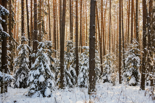 winter forest landscape with snow