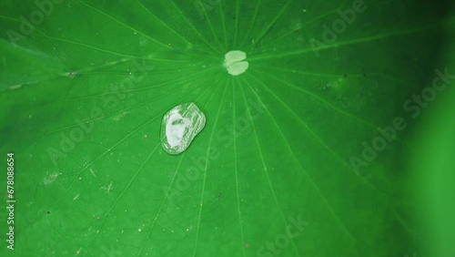 Slow Motion Of Water Drop Swinging On Lotus Leaf