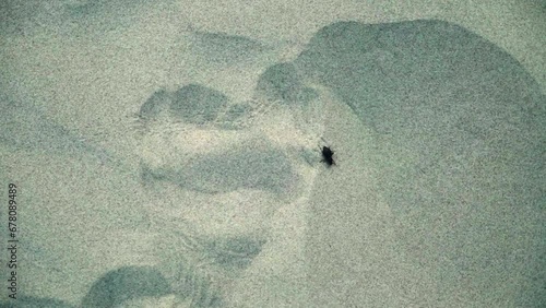 Bug Insect Walking On Beach Sand