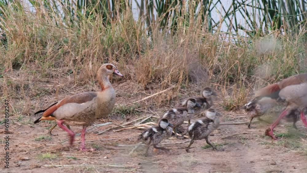 A Family Of Egyptian Geese Walking Near Lakeshore. Tracking Shot A Family Of Egyptian Geese Walking Near Lakeshore. Tracking Shot
