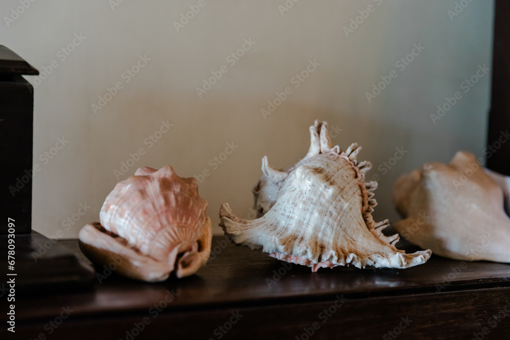 sea shells