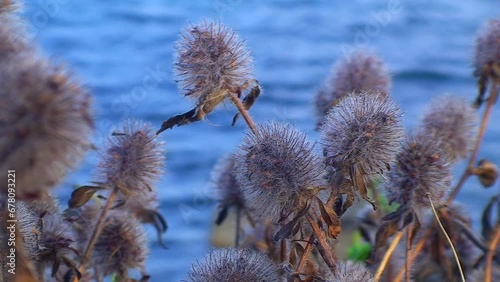 Flora of Snake Island - thickets of Hare's-foot clover or Rabbitfoot clover (Trifolium arvense) against the background of the sea, close up. Black Sea, Ukraine. photo