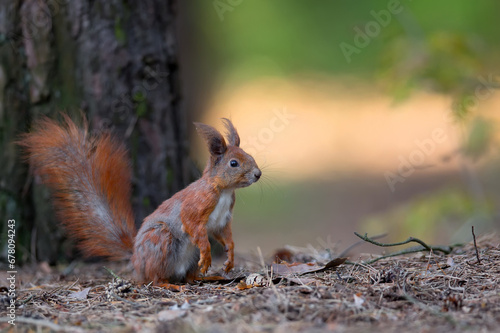 Red squirrel in the forest  © Janusz