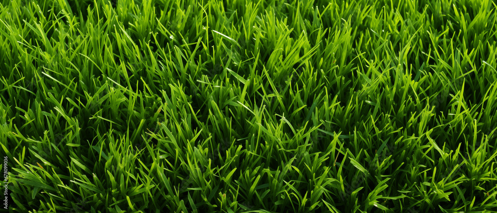 Fototapeta premium grass texture