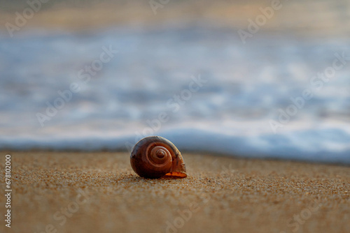 A shell on the shore of the Andaman Sea. Beautiful sunset on a paradise beach.