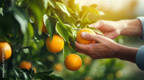 Fényképezés Close-up of old farmer man hands picking orange fruits