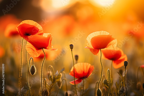 Poppy flowers on blurred nature background, soft light photography