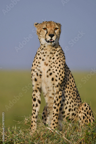 portrait of African cheetah sitting on termite 