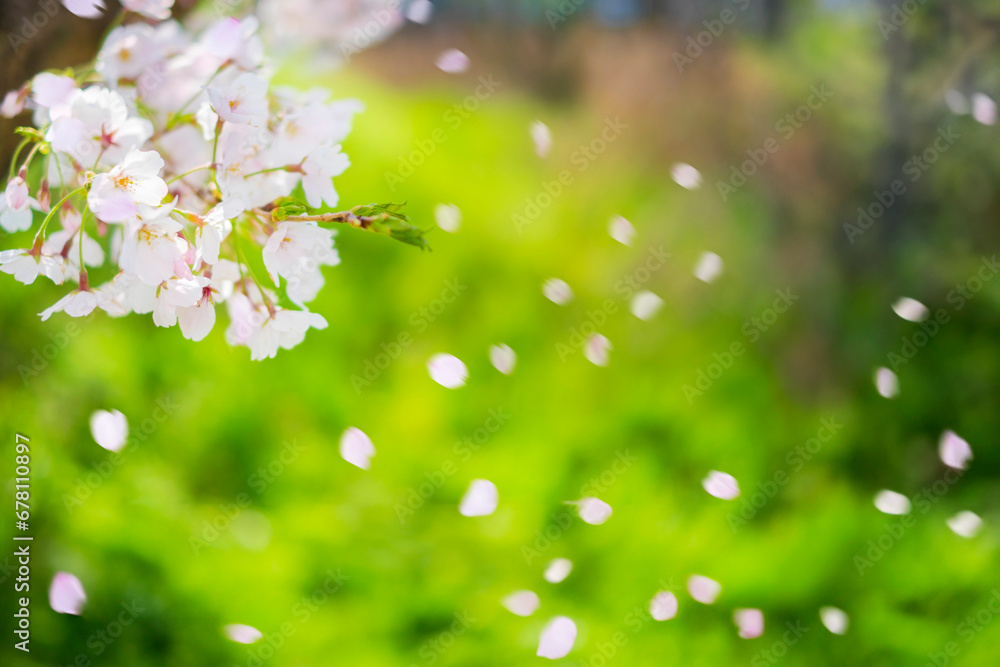 Obraz premium 舞い散る桜_新緑