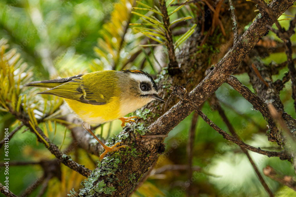 Obraz premium Taiwan firecrest percehd endemic bird of taiwan