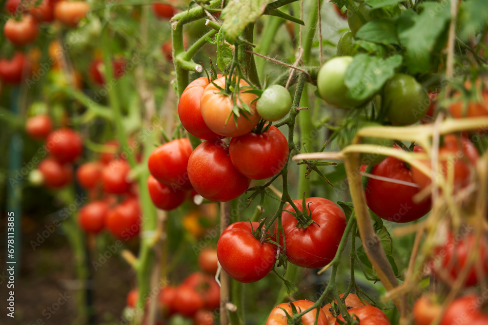 Red tomatoes on a branch in a greenhouse. Fresh waxes, healthy and proper nutrition. Red tomatoes on a branch in a greenhouse. Fresh waxes, healthy and proper nutrition.