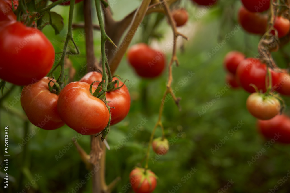 Red tomatoes on a branch in a greenhouse. Fresh waxes, healthy and proper nutrition. Red tomatoes on a branch in a greenhouse. Fresh waxes, healthy and proper nutrition.