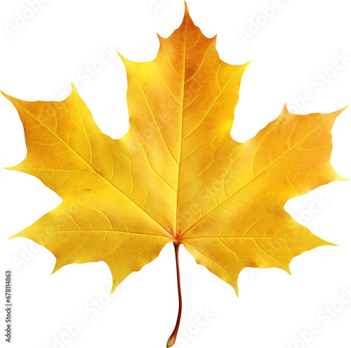 yellow maple leaf 