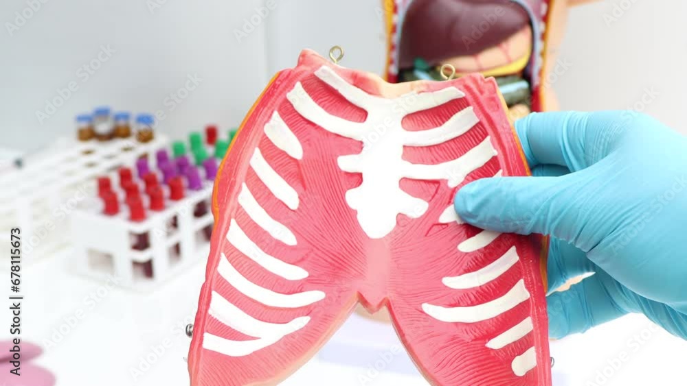 rib, Model of internal organs of the body, medical education 素材庫影片 ...