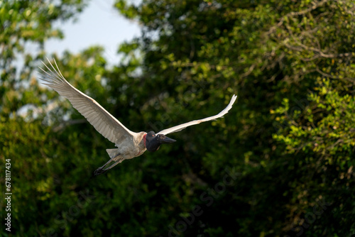 jabiru stork in tropical Pantanal photo