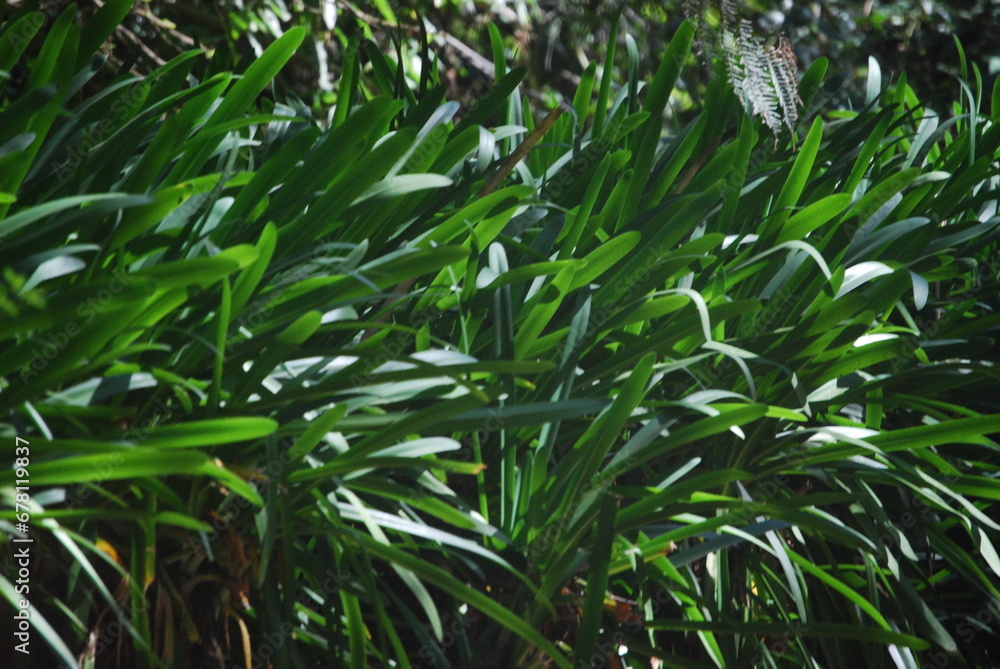 Plantas Plantas