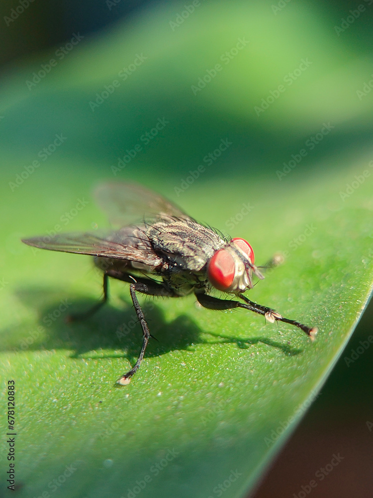 fly, insect, macro, leaf, nature, bug, animal, closeup, wing, close-up, housefly, small, eye, wings, close up, wildlife, detail, pest, close, hairy, garden, eyes, insects fly, insect, macro, leaf, nature, bug, animal, closeup, wing, close-up, housefly, small, eye, wings, close up, wildlife, detail, pest, close, hairy, garden, eyes, insects