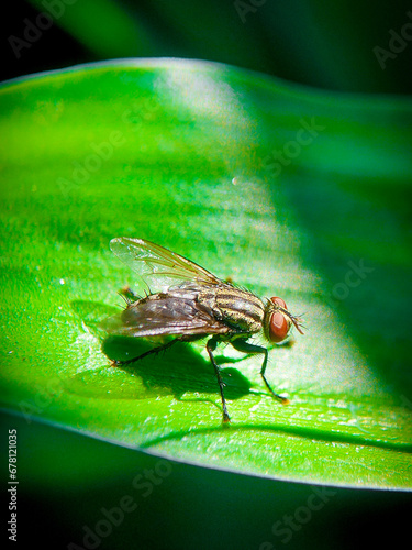 fly, insect, macro, leaf, nature, bug, animal, closeup, wing, close-up, housefly, small, eye, wings, close up, wildlife, detail, pest, close, hairy, garden, eyes, insects