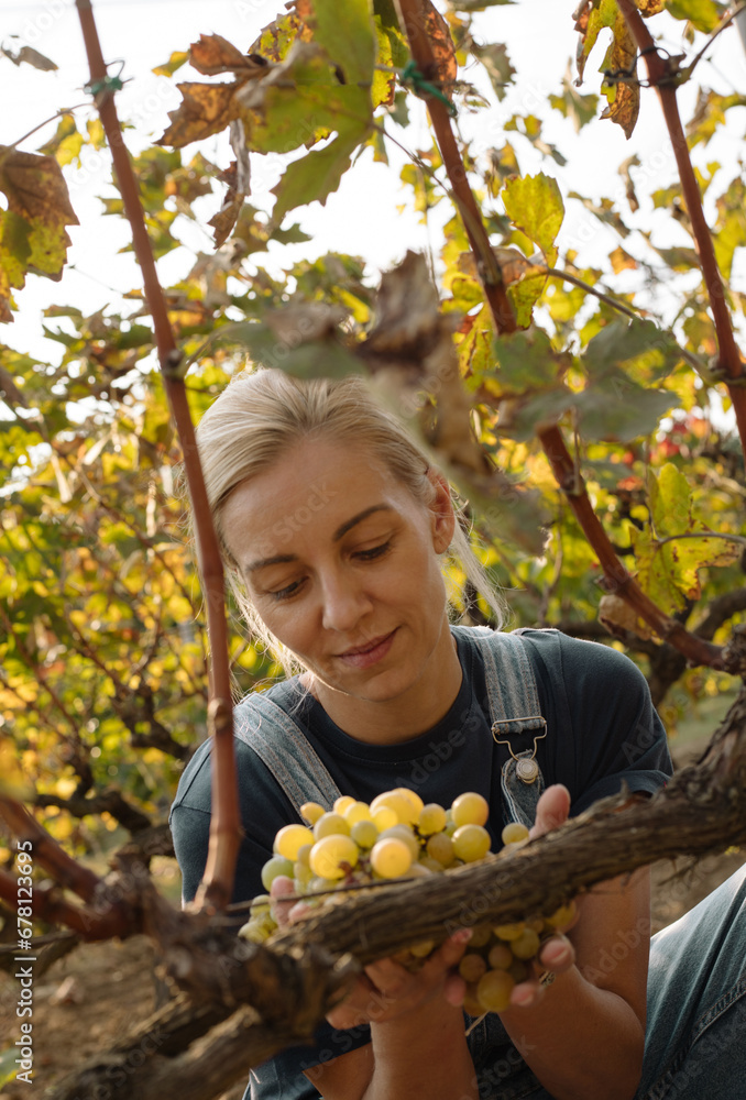 Woman holding just picked cluster of grapes in vineyard Woman holding just picked cluster of grapes in vineyard