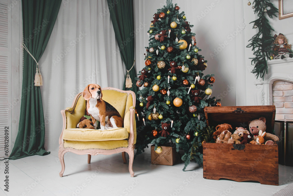 Beagle dogs in winter scenery with lights and Christmas trees. holiday, New Year, interior, christmas