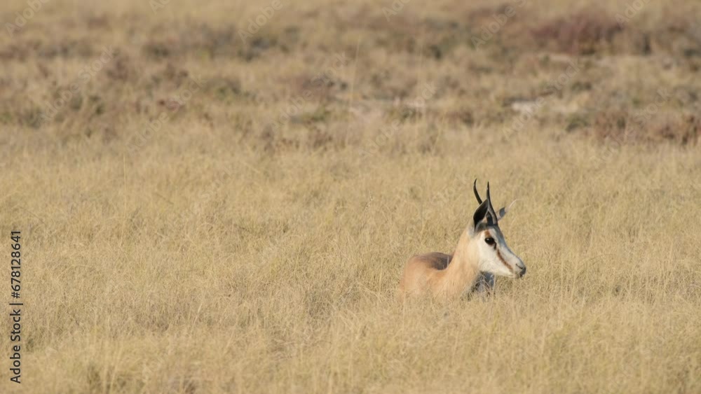 Africa - A Springbok Antelope at Rest in a Parched Grassy Plain - Close Up Africa - A Springbok Antelope at Rest in a Parched Grassy Plain - Close Up