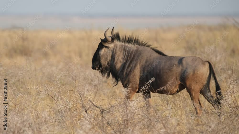 Wildebeest Strolling Across a Dry Grassy Plain - Tracking Shot Wildebeest Strolling Across a Dry Grassy Plain - Tracking Shot