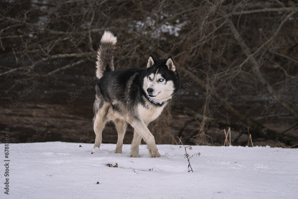 A husky dog ​​with multi-colored eyes walks through the snow in winter in nature.