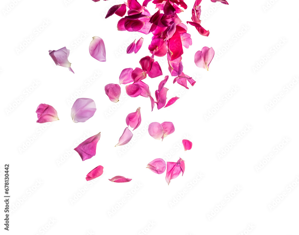 Deep pink rose petals falling from the top, isolated Deep pink rose petals falling from the top, isolated