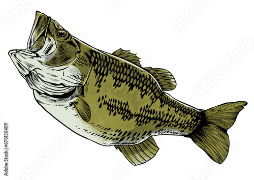 hand drawn bass fish (ID: 678130409)