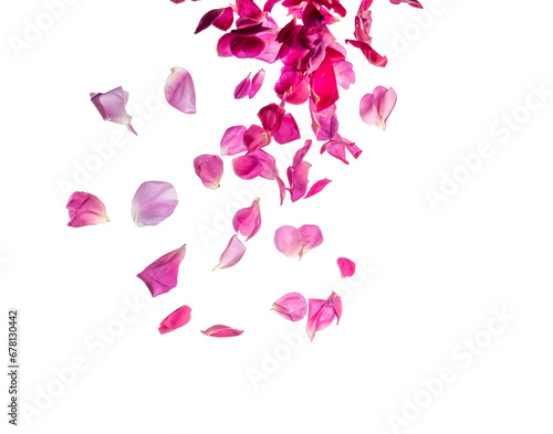 Deep pink rose petals falling from the top, isolated