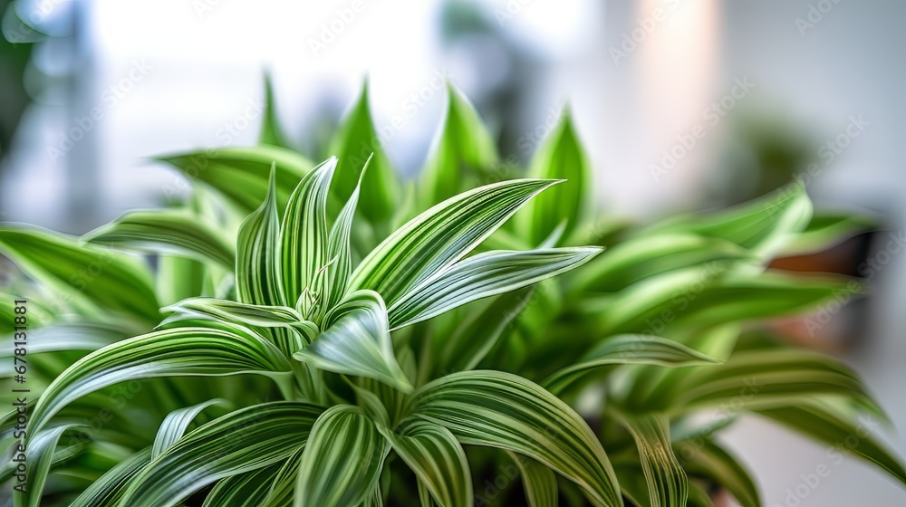 Spider Plant (chlorophytum Comosum) One of The Air Purifying Plants