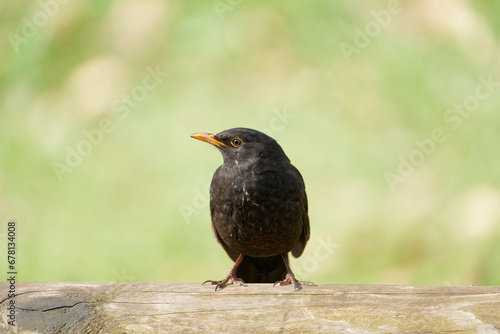 Blackbird sitting on a branch. green empty background