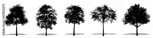 Set or collection of Big Leaf Maple trees as a black silhouette on white background. Concept or conceptual vector for nature, planet, ecology and conservation, strength, endurance and  beauty