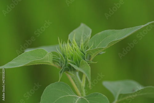 Botanical Close-up of Lush Organic Plant in Natural Environment