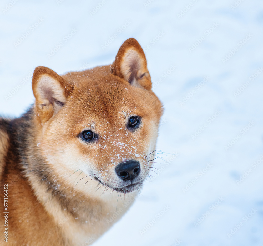 A dog of the Shiba Inu breed walking in the snow-covered forest in winter. Portrait of a beautiful red dog with snow on its muzzle A dog of the Shiba Inu breed walking in the snow-covered forest in winter. Portrait of a beautiful red dog with snow on its muzzle