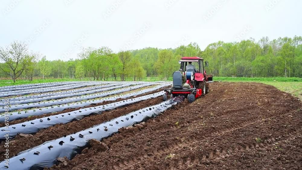 Tractor machine laying plastic mulching film in the field. Rows of strawberry on ground covered by mulch film. Cultivation of berries and vegetables using mulching method Tractor machine laying plastic mulching film in the field. Rows of strawberry on ground covered by mulch film. Cultivation of berries and vegetables using mulching method
