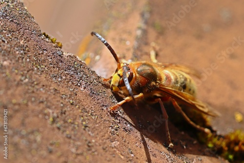 Hornissendrohn (Vespa crabro) auf Dachziegel photo