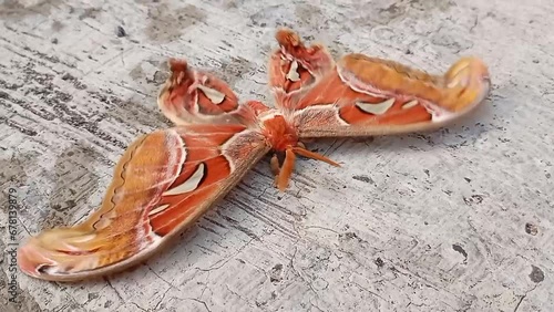 A closeup of the beautiful Atlas moth (Attacus atlas) with spread wings resting on a rock photo
