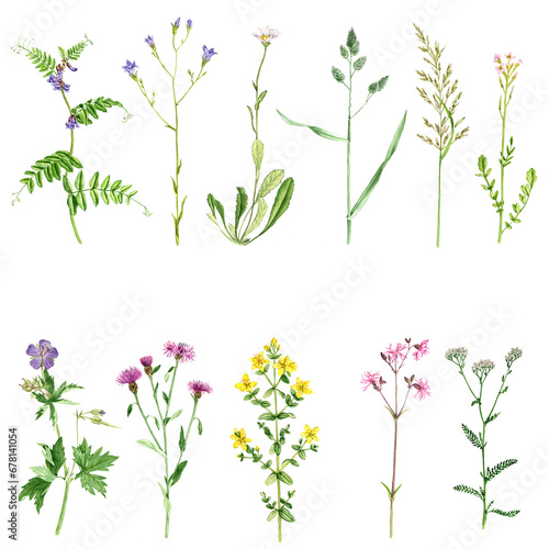 watercolor drawing wild plants and flowers isolated at white background , painted floral elements, hand drawn botanical illustration