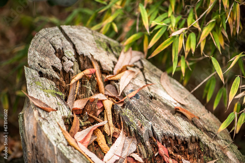 Verwitterter Baumstumpf mit vertrocknetem Herbstlaub vor Bambusstrauch fargesia Harewood photo