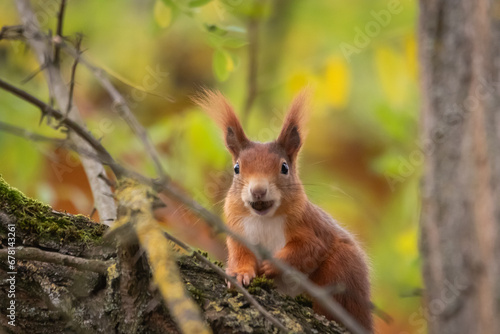 Eichhörnchen auf Baum © Nico