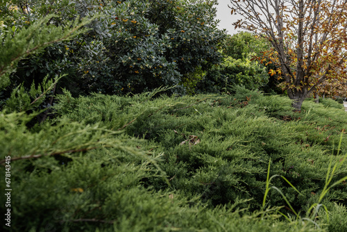 Hedges and trees in an urban park in the city of Madrid with trees full of ripe fruits called madroños