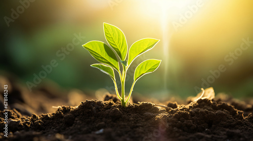 Young green plant growing in soil with sunlight